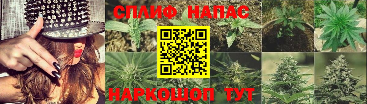 Бошки марихуана план  Бошки марихуана OG Kush  Губкин  Вход с VPN  Каннабис Bruce Banner  Шишки марихуана марихуана 